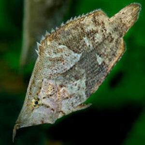 Leaf Fish