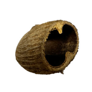 Palm Pods