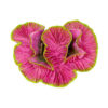 Pink Rose Coral