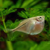 Myers Hatchetfish