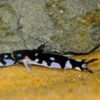 Orca Wood Catfish