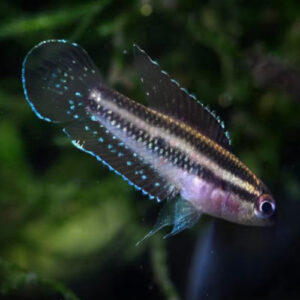 Parosphromenus Pahuensis