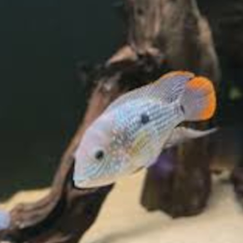 Pendex Cichlid
