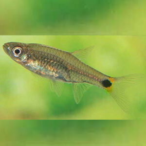 Rasbora Kalbarensis