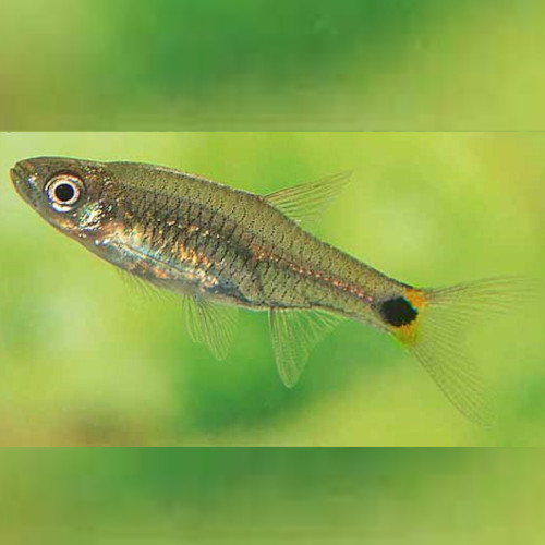 Rasbora Kalbarensis