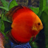 Red Marlboro Discus