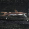 Lima Tiger Shovelnose Catfish