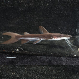 Lima Tiger Shovelnose Catfish