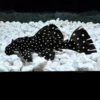 Vampire Pleco L007