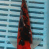 7-8'' Hand Selected Koi Carp (LR150)