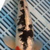 12" Hand Selected Koi Carp Gin Rin Sanke (14JR19)