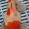 High Quality Oranda 15-18cm (BL300)
