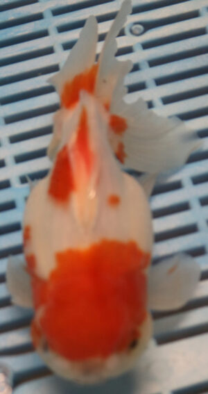 High Quality Oranda 15-18cm (BL300)