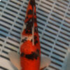 11.75" Hand Selected Koi Carp Gin Rin Sanke (11C12)