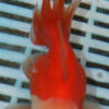 High Quality Oranda 11-13cm (BL163)