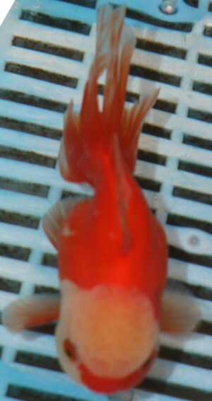 High Quality Oranda 11-13cm (BL163)