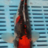 10-12" Hand Selected Koi Carp Goshiki (11C10)