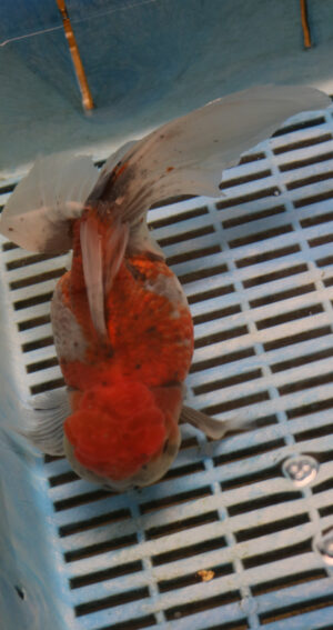 High Quality Oranda 15-18cm (BL148)