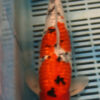 13" Hand Selected Koi Carp Gin Rin Sanke (15JR09)