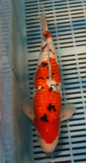 13" Hand Selected Koi Carp Gin Rin Sanke (15JR09)