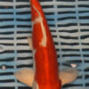 10.5" Hand Selected Koi Carp Ki Kusui (11C21)
