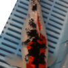 11" Hand Selected Koi Carp Gin Rin Sanke (10C70) 