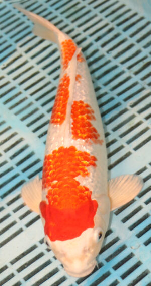14'' Hand Selected Koi Carp Gin Rin Hariwake (16JR11)    