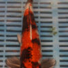 10.5" Hand Selected Koi Carp Kin Showa (11C22)