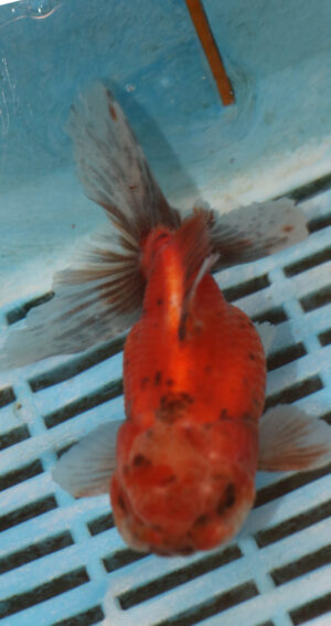 High Quality Oranda 11-13cm (BL165)