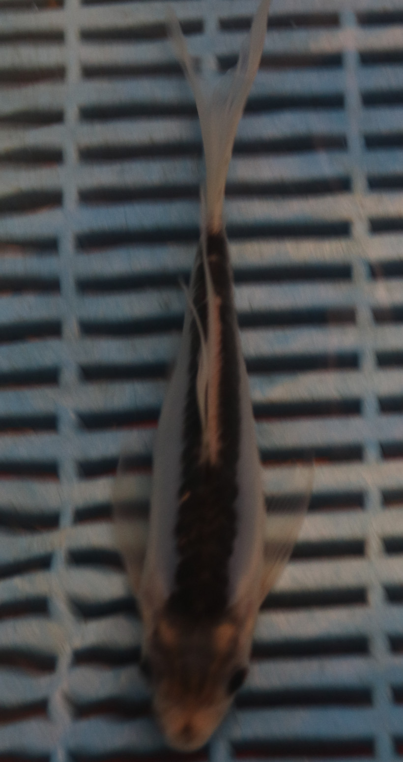 7-8'' Hand Selected Butterfly Koi Carp (LR311)