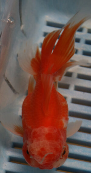 High Quality Oranda 11-13cm (BL275)