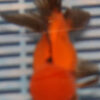 High Quality Oranda 13-15cm (BL299)