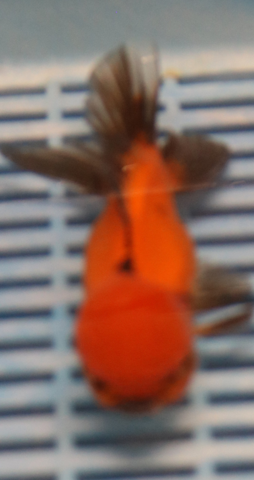 High Quality Oranda 13-15cm (BL299)