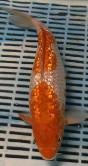 13" Hand Selected Koi Carp Ochiba (15JR11) 