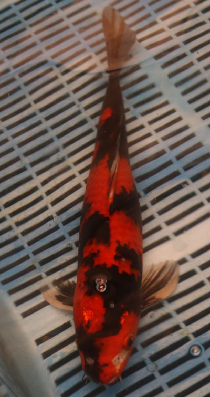 14-16" Hand Selected Koi Carp Hi Utsuri (11A12)