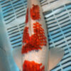 17" Hand Selected Koi Carp Gi Rin Goromo (BR12)
