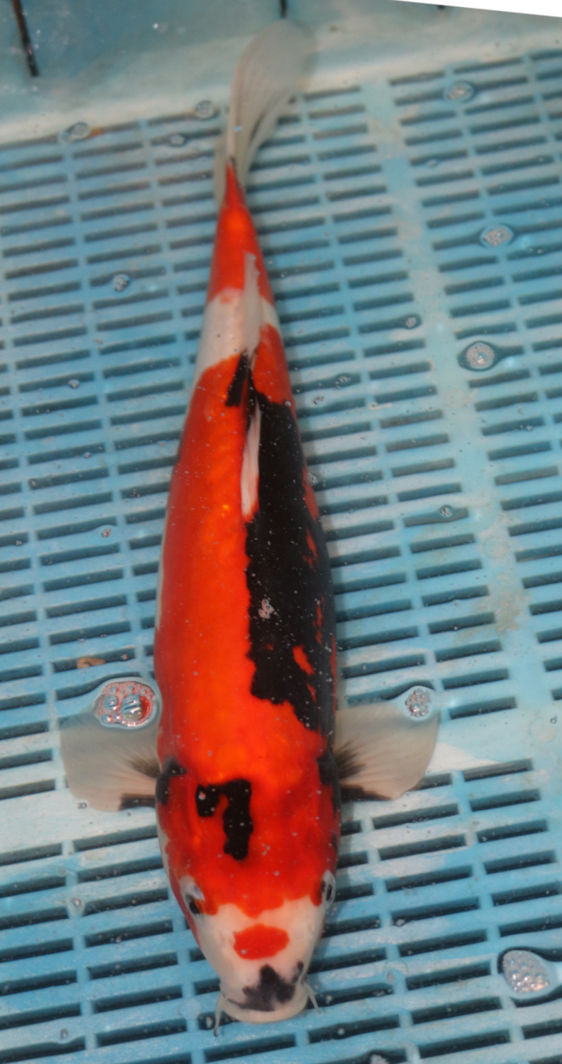 16-18" Hand Selected Koi Carp Beni Kumonryu (10A24)