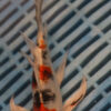 7-8'' Hand Selected Butterfly Koi Carp (LR312) 