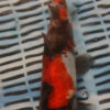 10" Hand Selected Koi Carp Showa  (11C24)