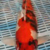18" Hand Selected Koi Carp Sanke (BR13)