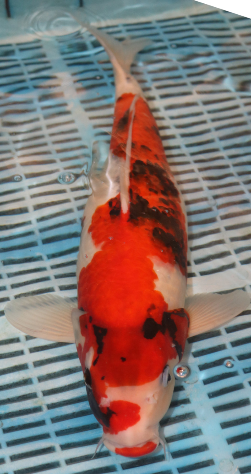 18" Hand Selected Koi Carp Sanke (BR13)