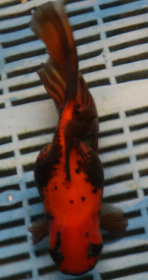 High Quality Oranda 15-18cm (BL152)