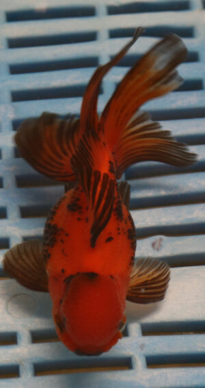 High Quality Oranda 11-13cm (BL277)