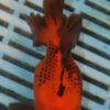 High Quality Oranda 11-13cm (BL168)