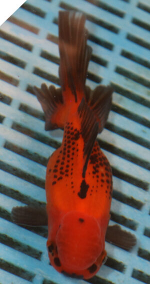 High Quality Oranda 11-13cm (BL168)