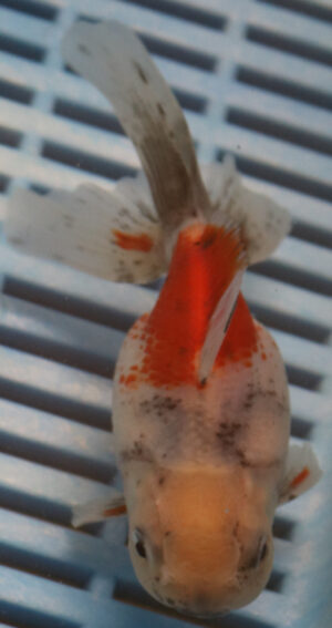 High Quality Oranda 11-13cm (BL278)