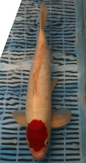 15.5'' Hand Selected Koi Carp Tancho (11B36)