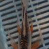 7-8'' Hand Selected Butterfly Koi Carp (LR315)  