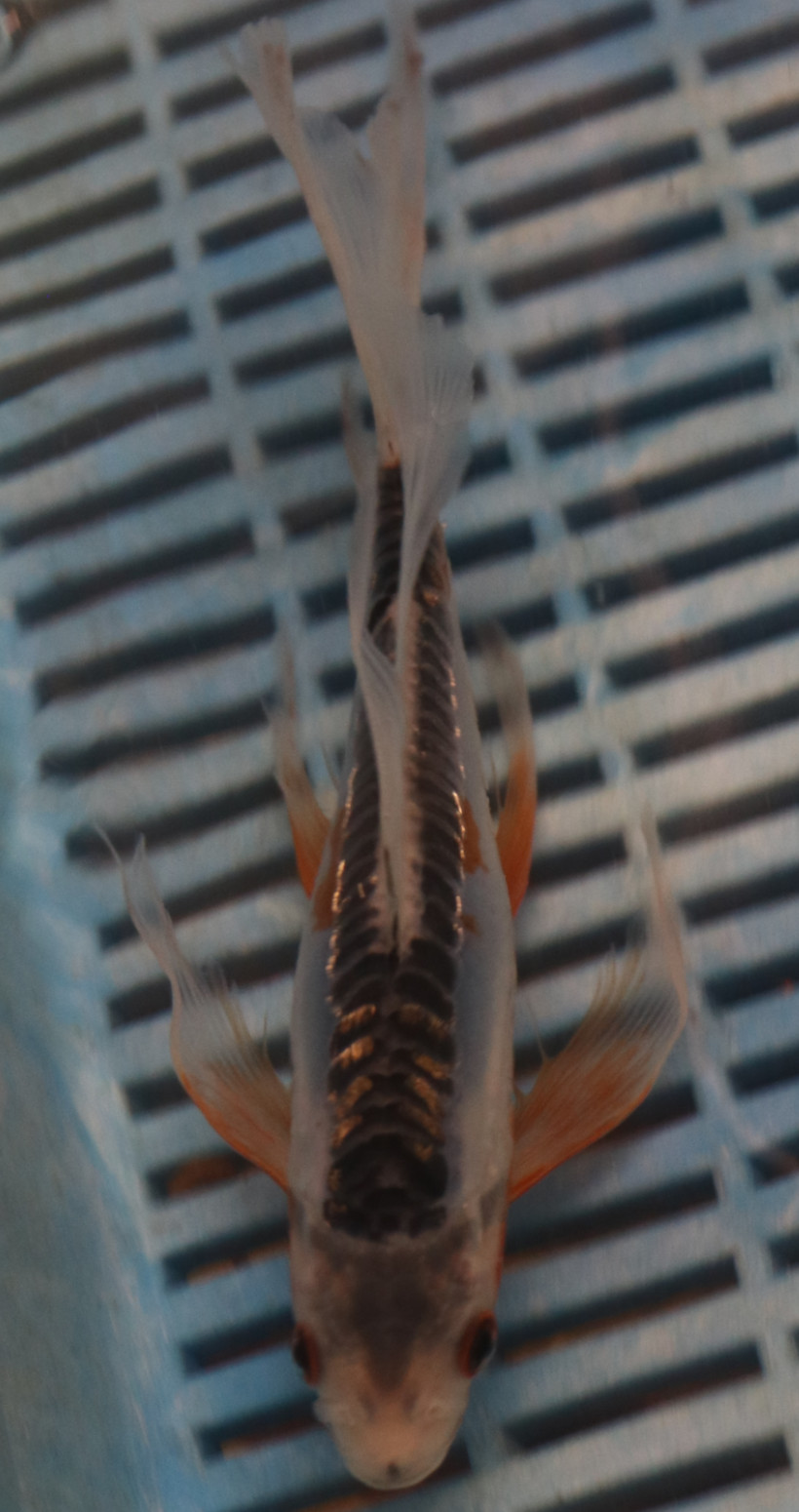 7-8'' Hand Selected Butterfly Koi Carp (LR315)