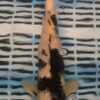 11" Hand Selected Koi Carp Shiro Utsuri (11C27)
